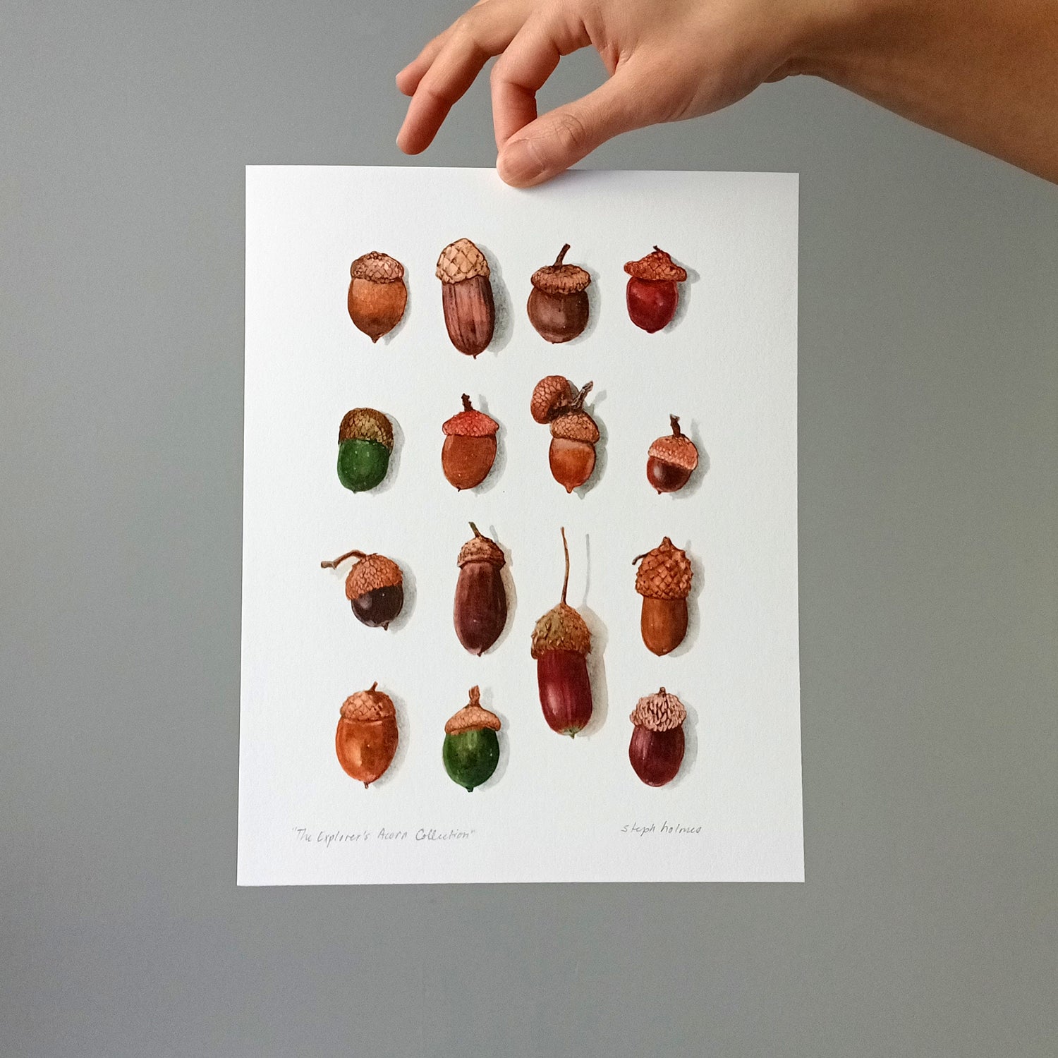 The Explorer's Acorn Collection print