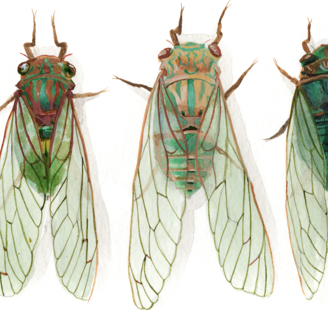A detailed photo of an art print featuring cicadas.