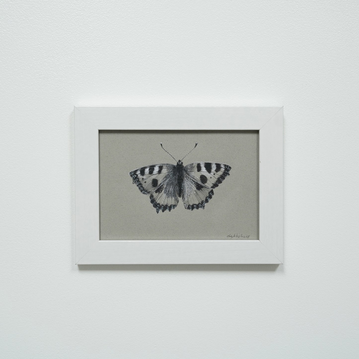 Small Tortoiseshell Butterfly original charcoal drawing