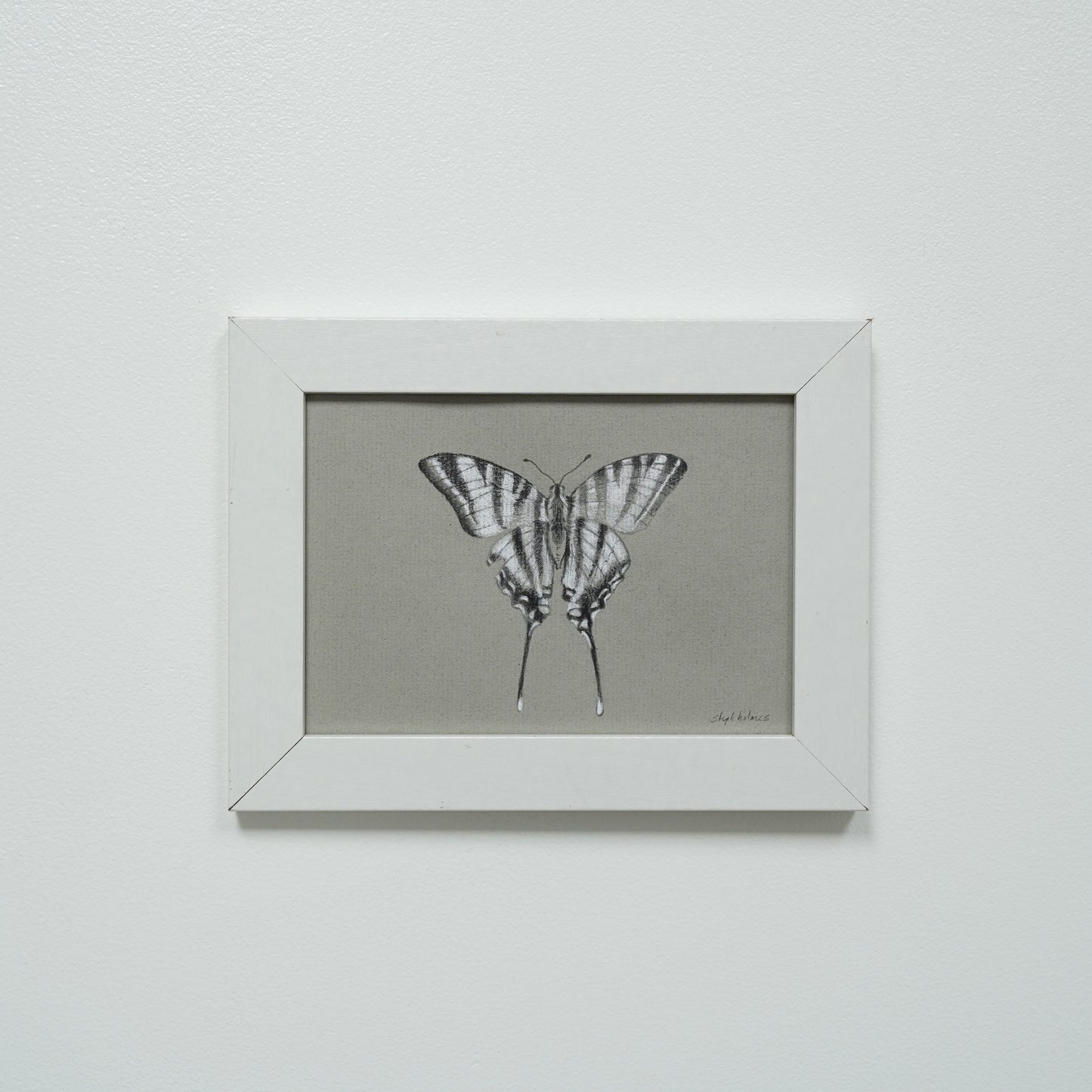 Zebra Swallowtail Butterfly no.2 original charcoal drawing