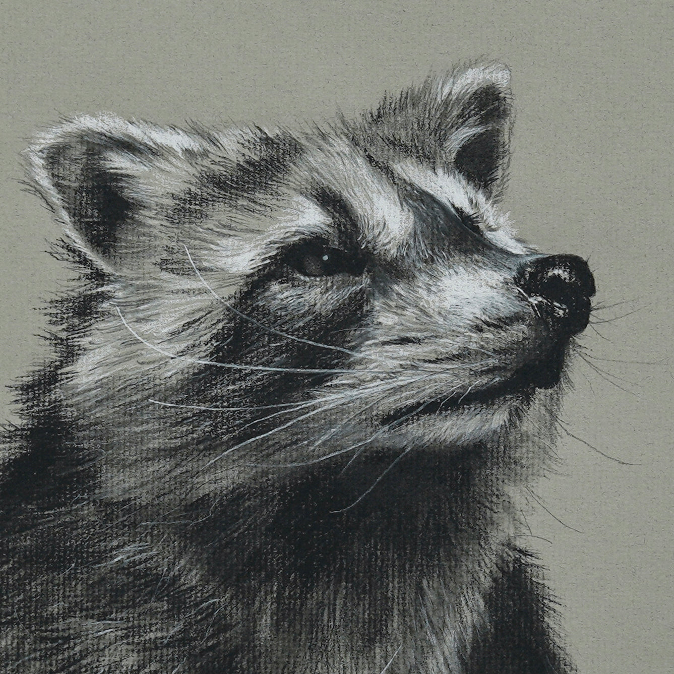 Raccoon in Charcoal original charcoal drawing