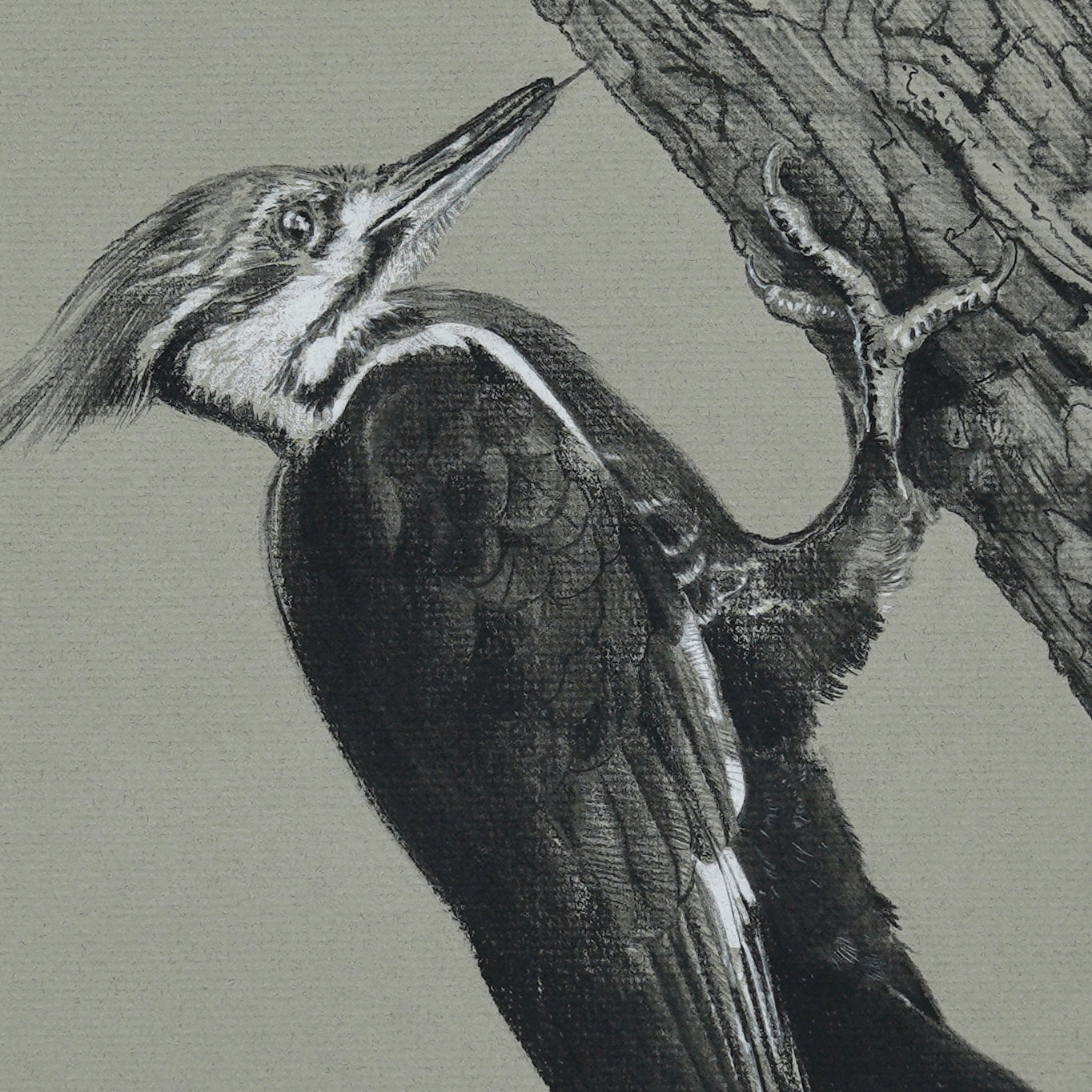 Pileated Woodpecker original charcoal drawing