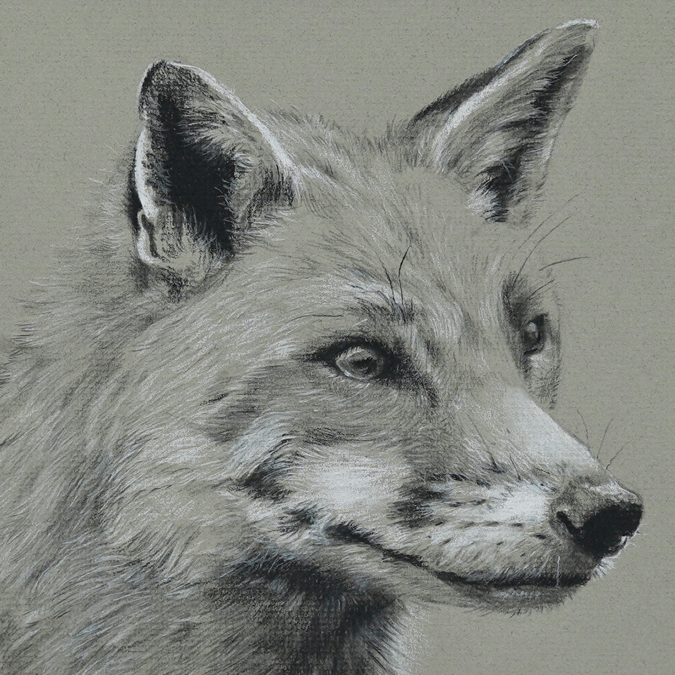 Fox's Smile original charcoal drawing