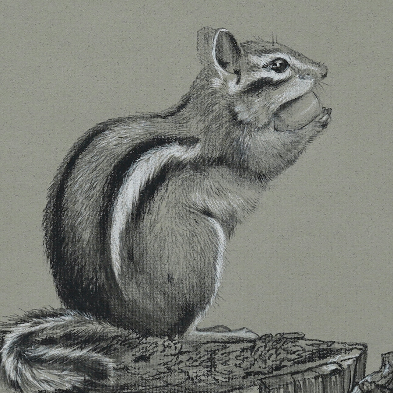 Chipmunk on Stump original charcoal drawing