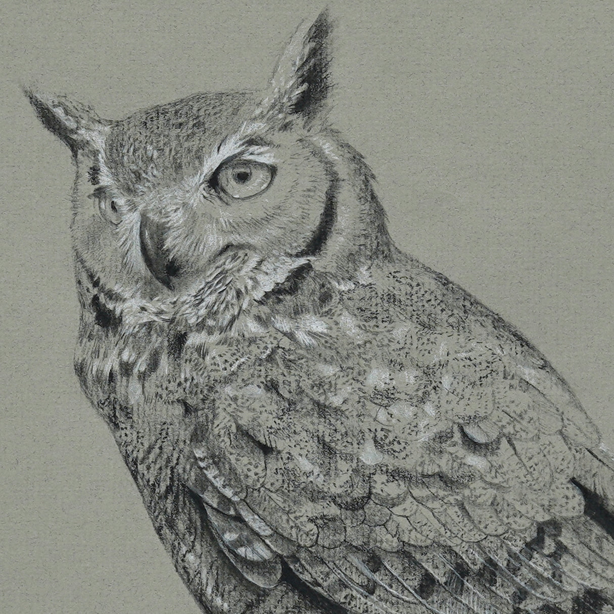 Great Horned Owl original charcoal drawing