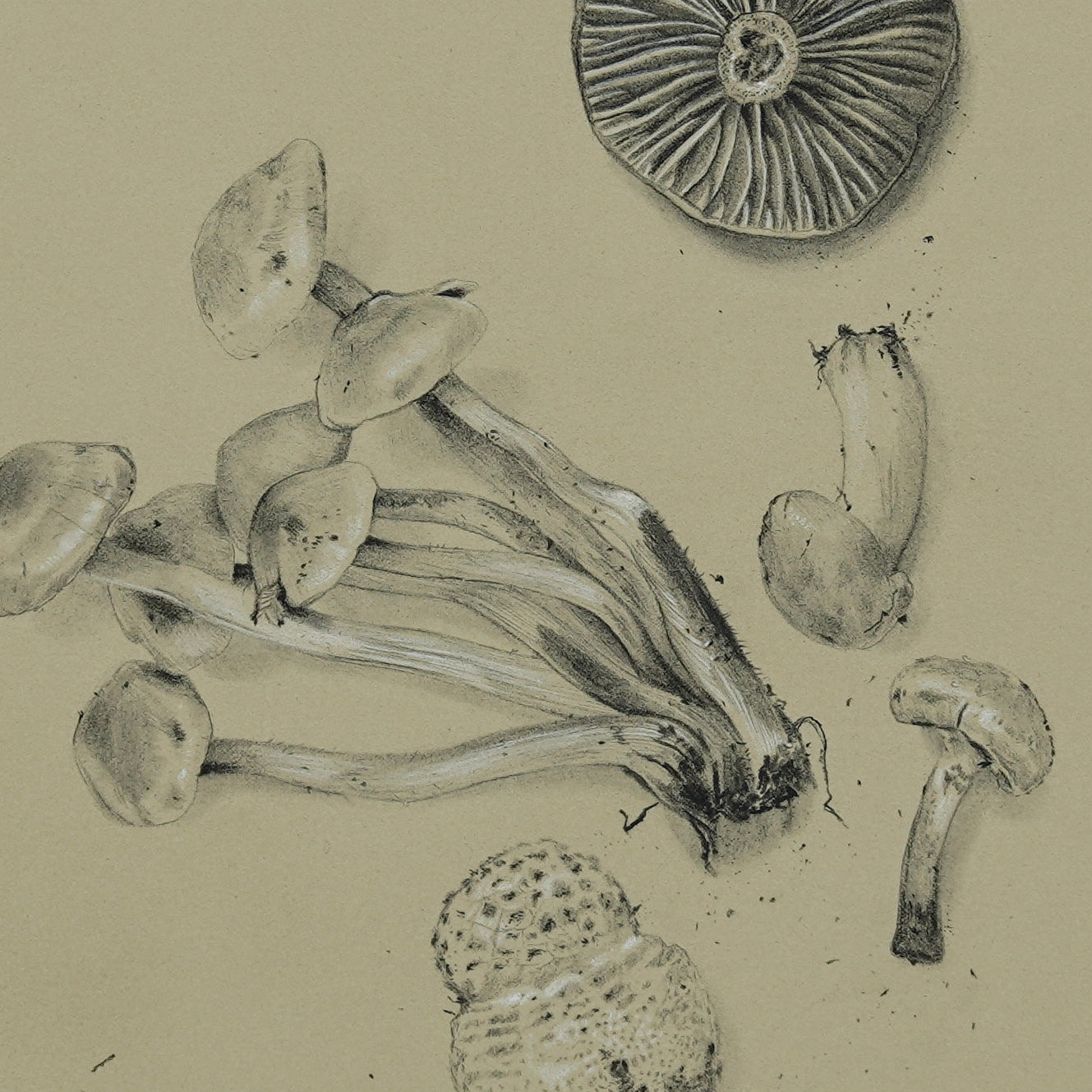 Mushroom Collection no.2 original charcoal drawing