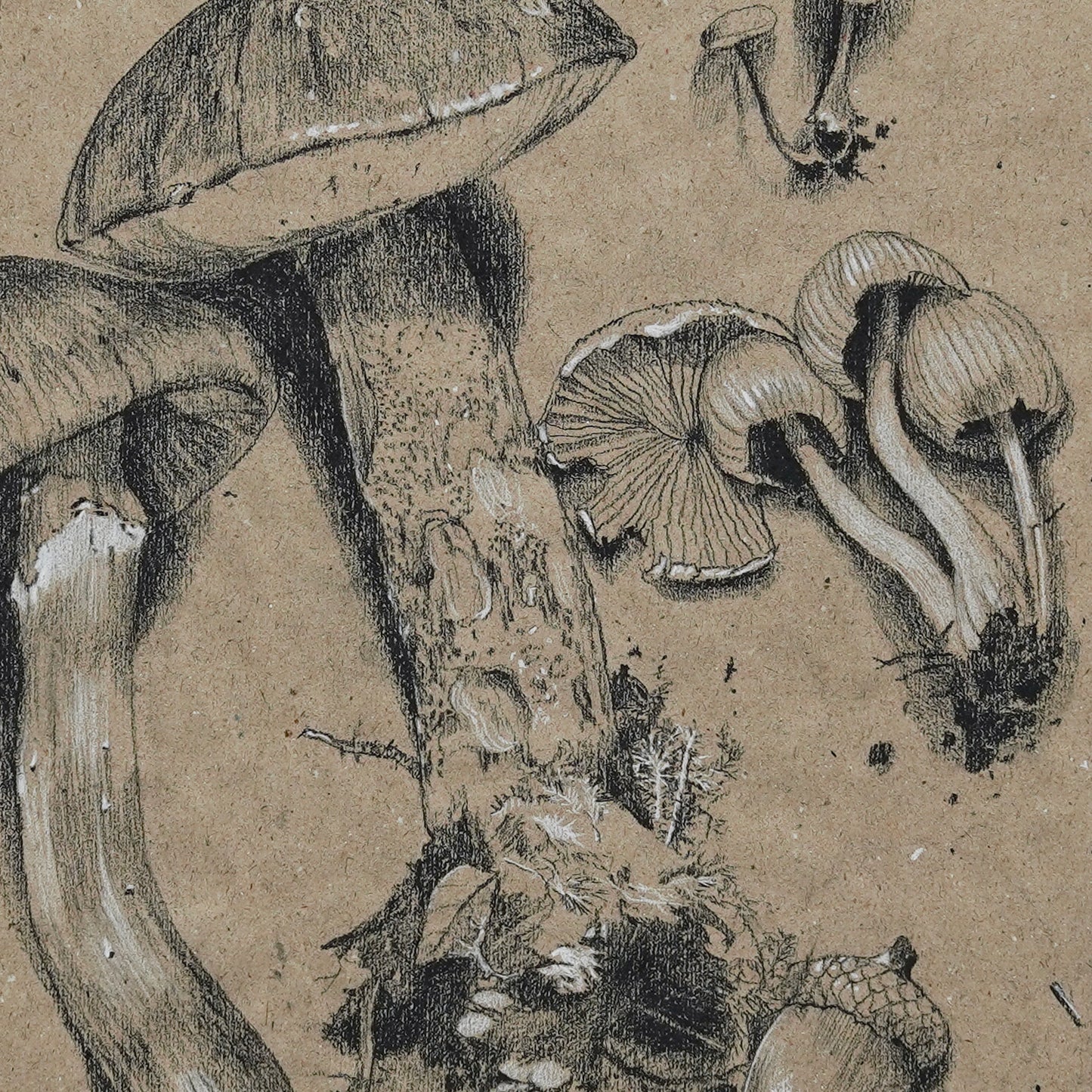 Mushroom Collection no.1 original charcoal drawing