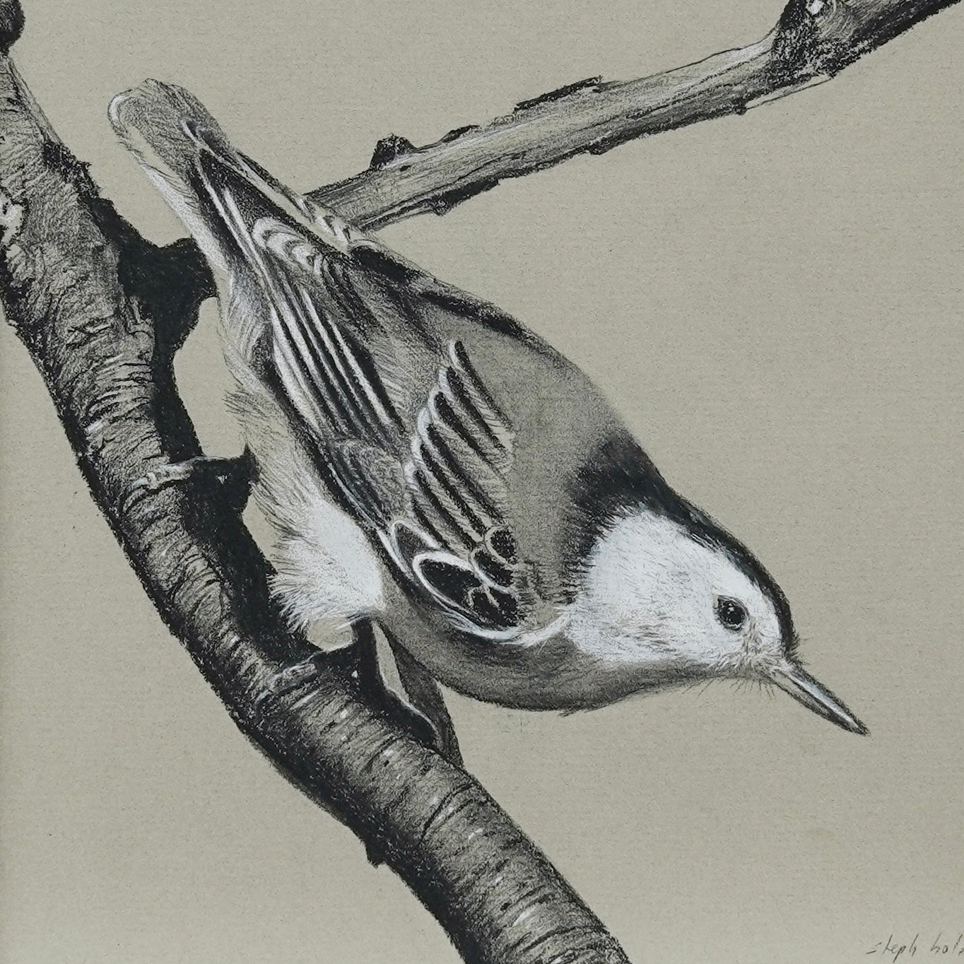 Nuthatch on Branch original charcoal drawing