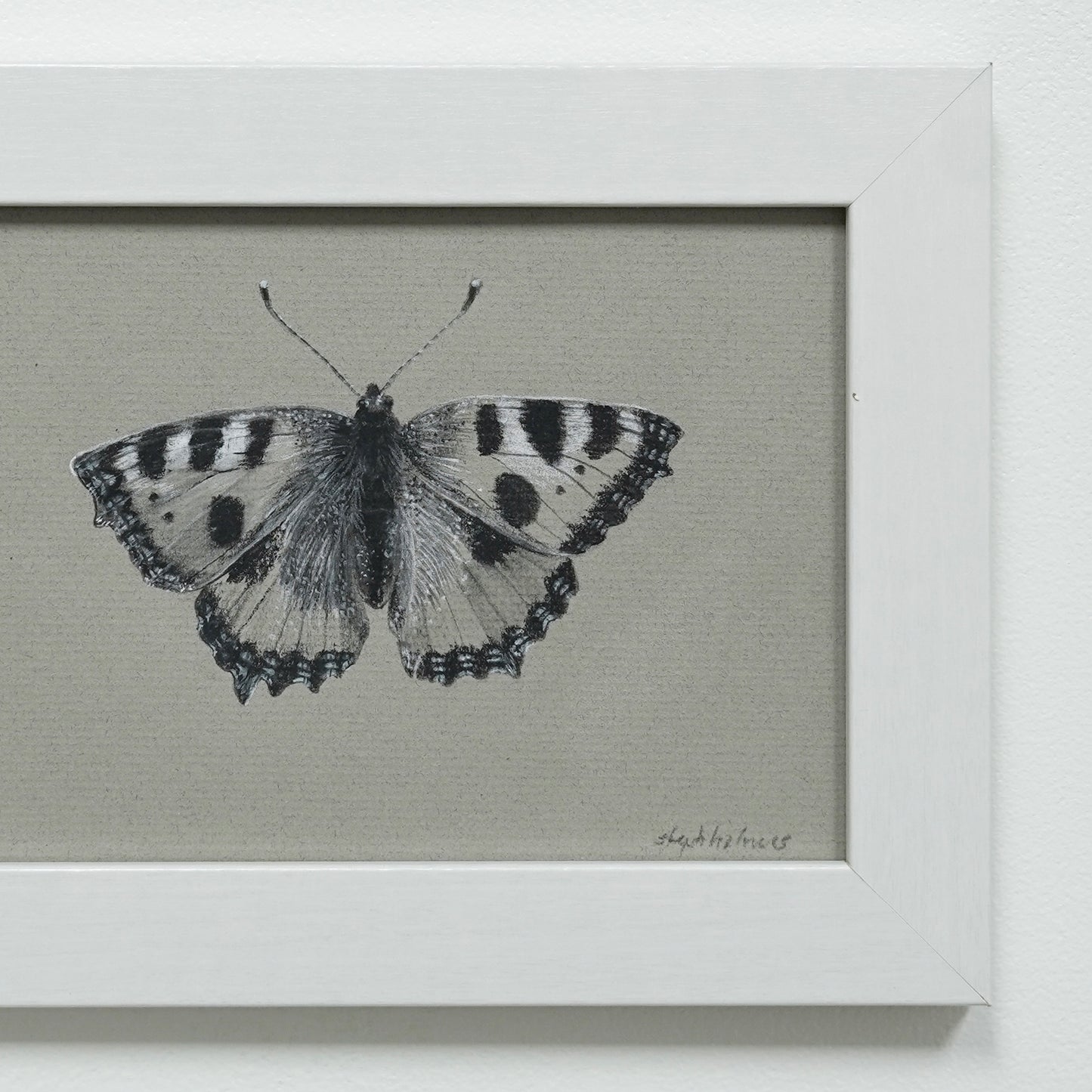 Small Tortoiseshell Butterfly original charcoal drawing