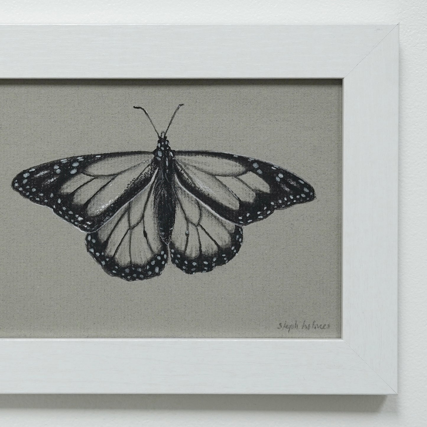 Monarch Butterfly no.15 original charcoal drawing