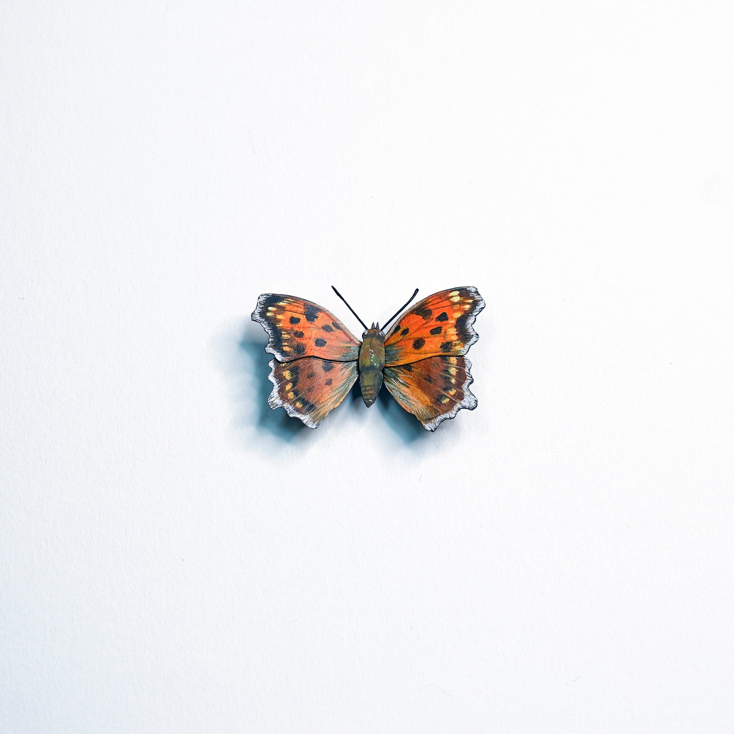 Eastern Comma Butterfly framed butterfly art