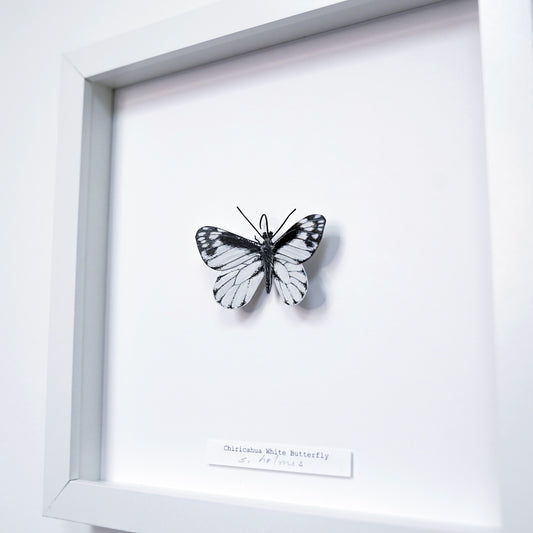 Framed black and white Chiricahua White Butterfly on a white background