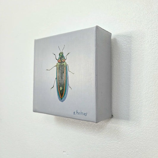 A square wall-mounted canvas painting showing a detailed iridescent beetle on a light gray background, with the signature 's. holmes' at the bottom, mounted on a textured white wall.