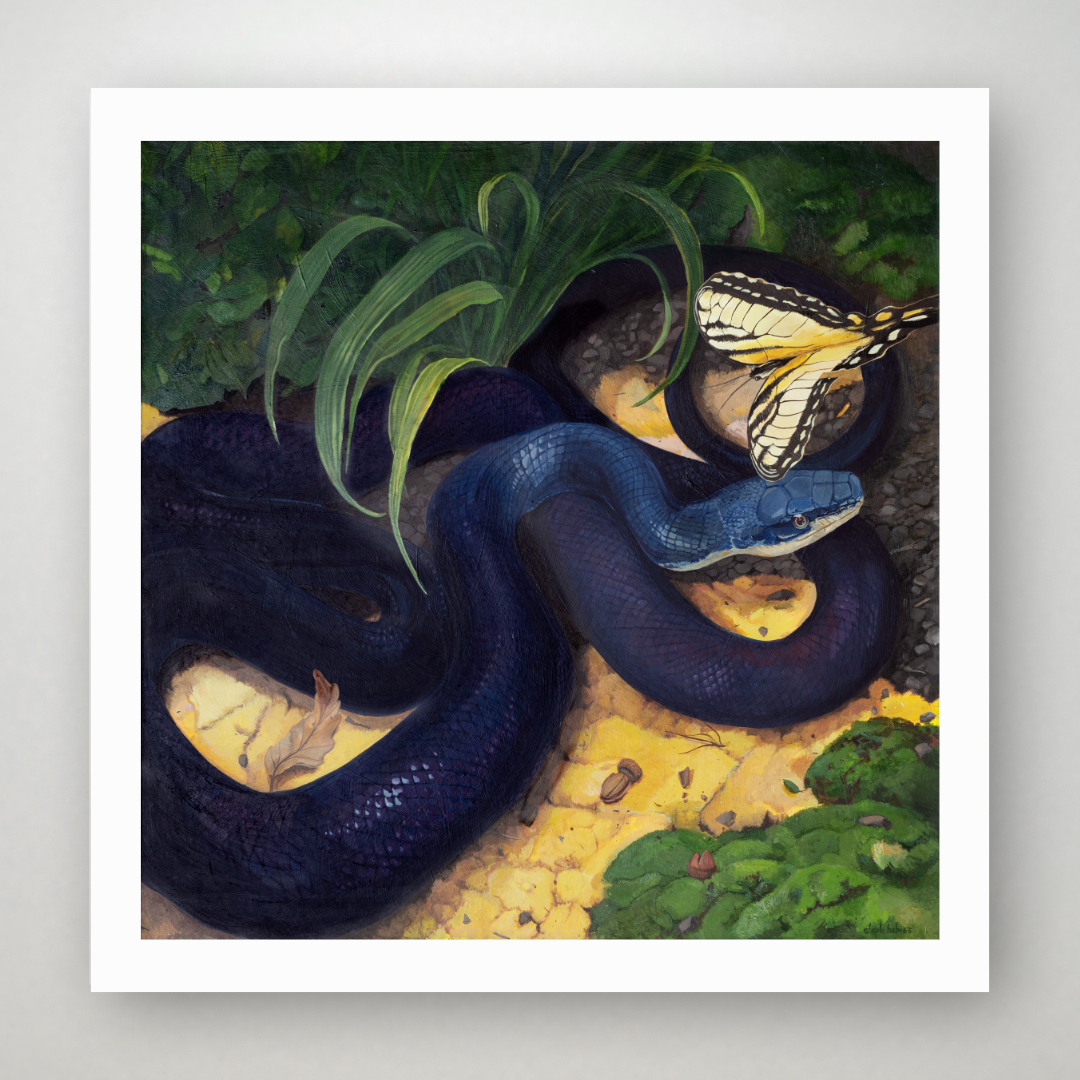 The Swallowtail and Black Rat Snake limited edition print