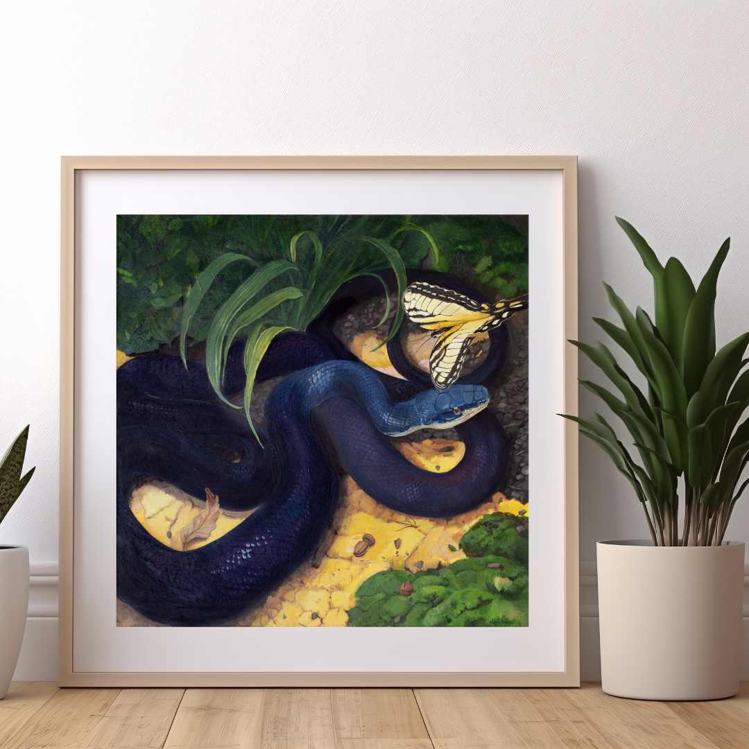 The Swallowtail and Black Rat Snake limited edition print