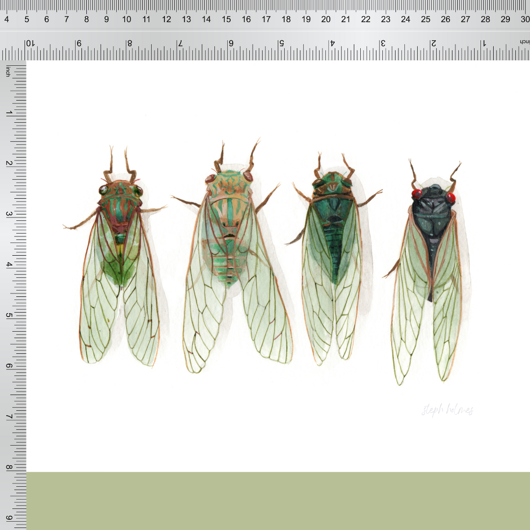A photo of a cicada art print in a white frame.