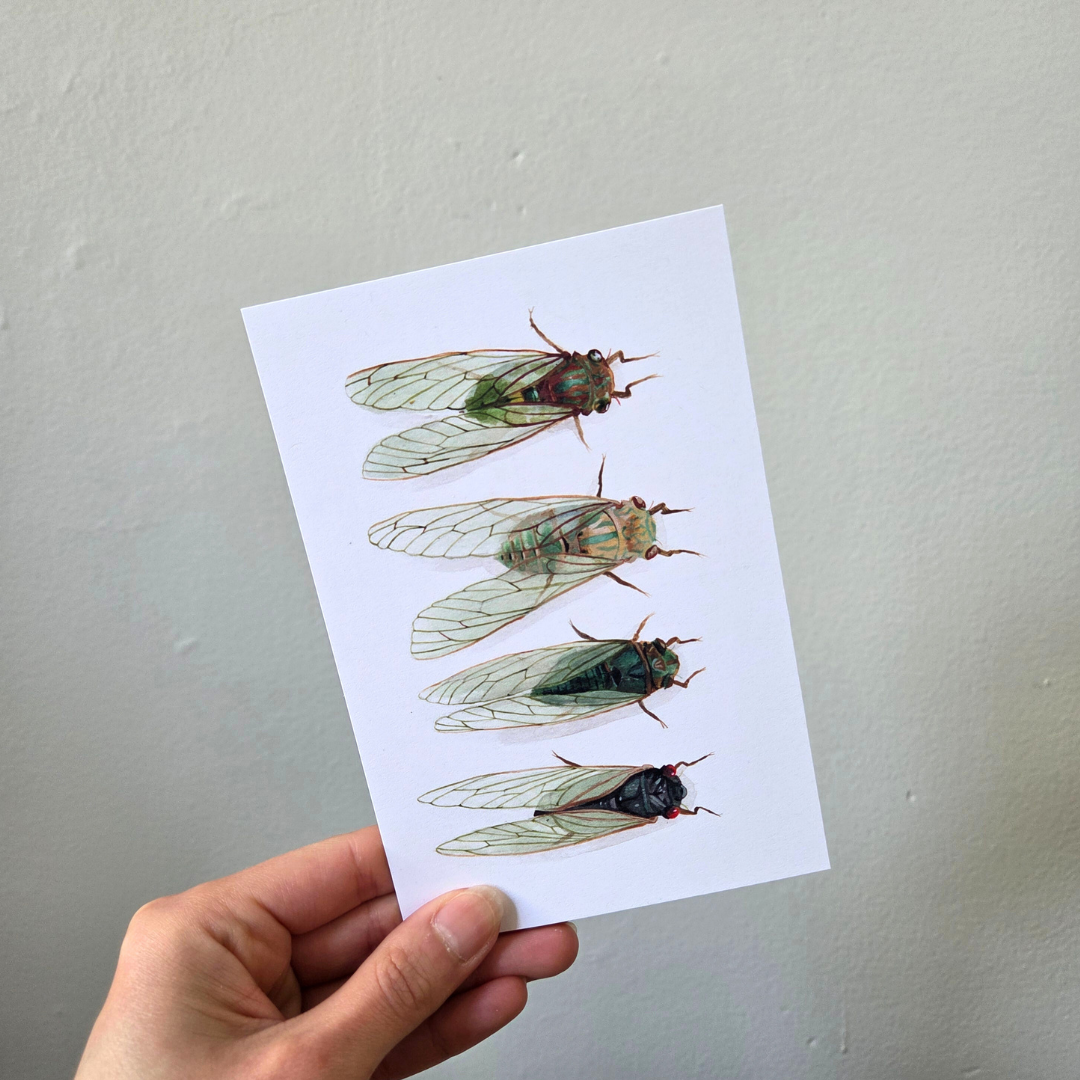 A hand holding an art print postcard set featuring a collection of cicadas.