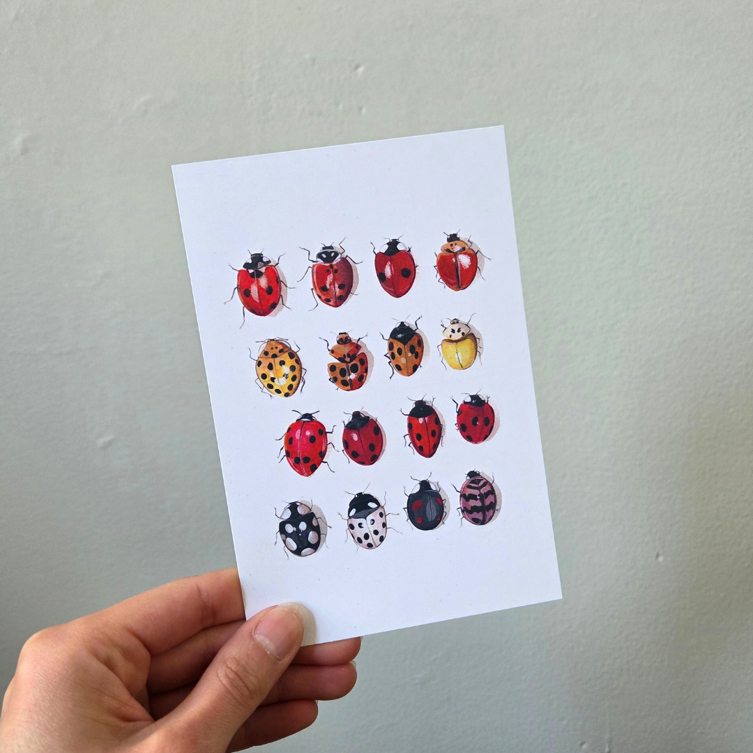A hand holding an art print postcard set featuring a ladybug collection.