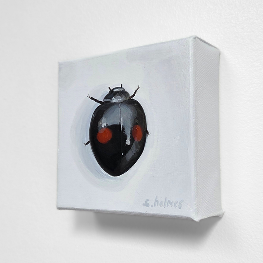 Black and red ladybug on a white square canvas with 'S. Holmes' signature.