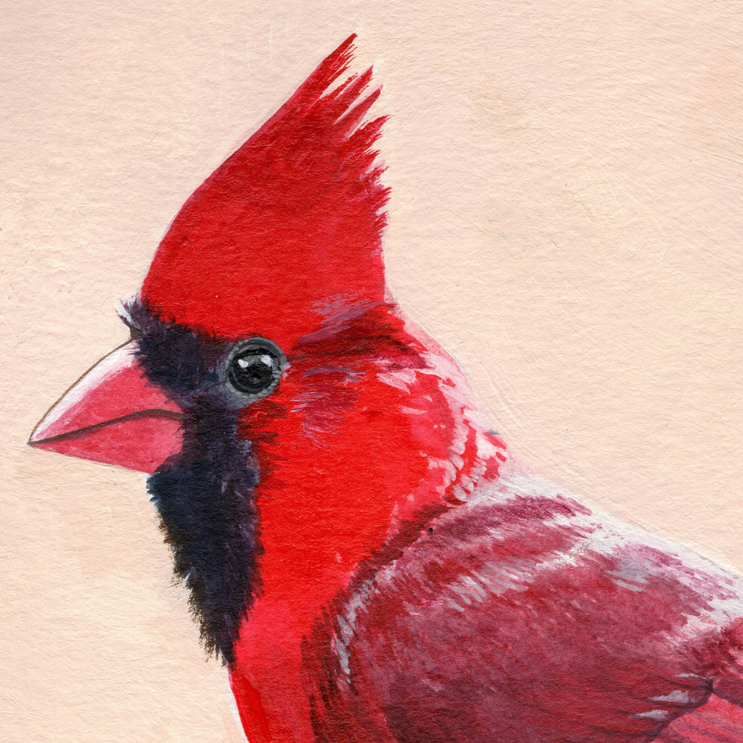A close up of a painting of a bright red northern cardinal bird.