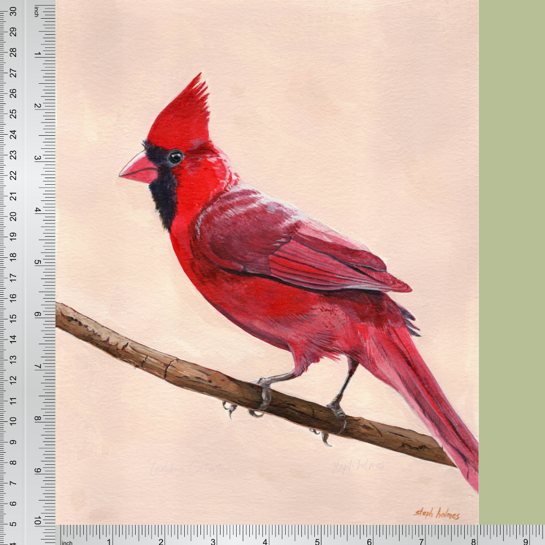An art print featuring a Northern Cardinal bird next to a ruler for measurement.