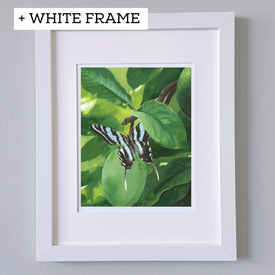 Zebra Swallowtail Butterfly Rests In Pawpaw Grove print