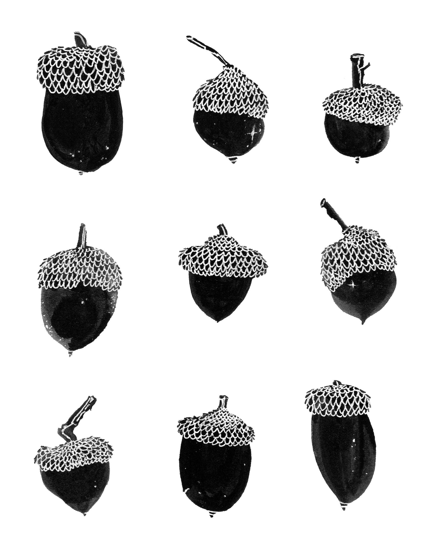 Lucky Acorn Collection print