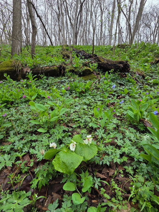 Hunting for Spring Flowers in Pennsylvania