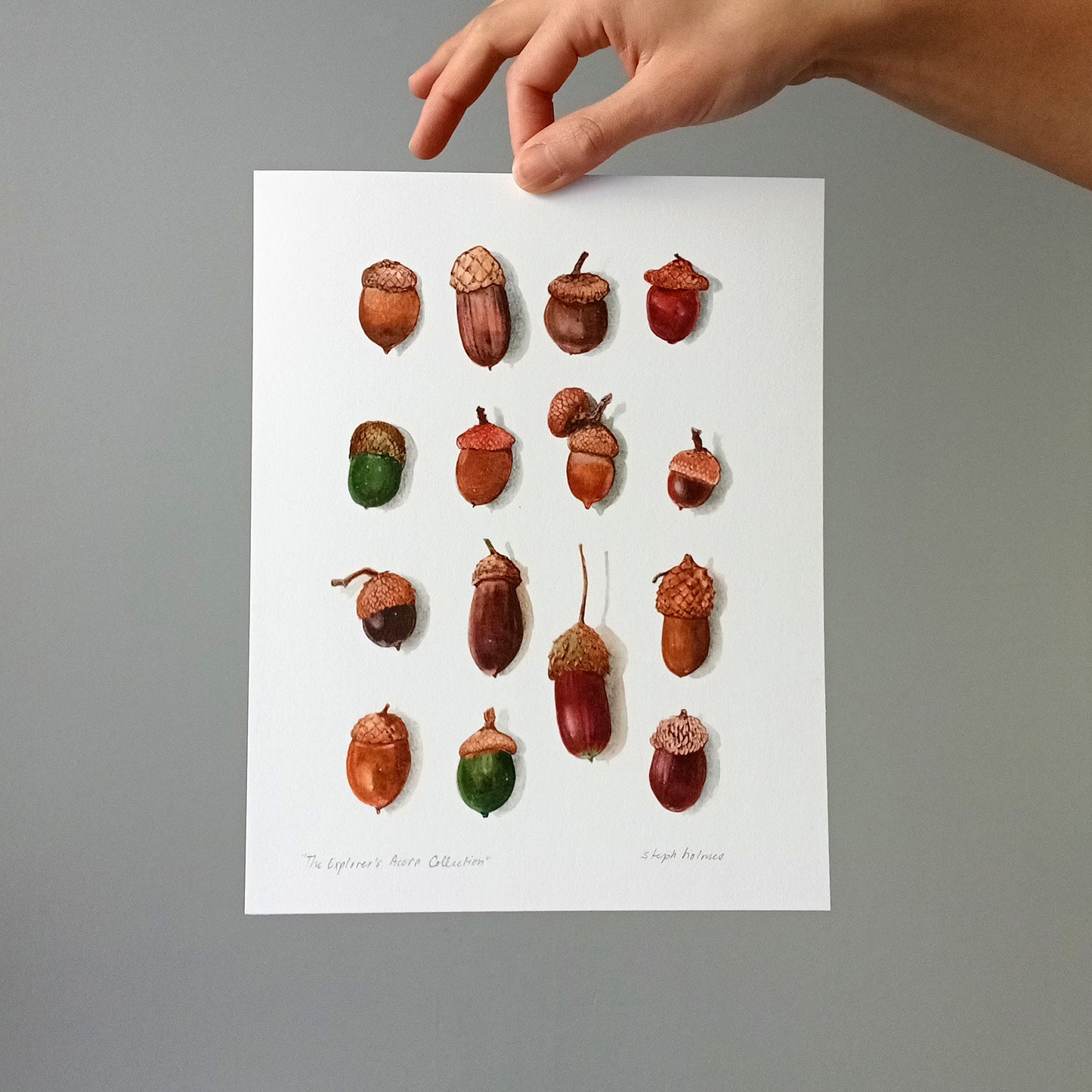 Acron Collection The Explorer's Acorn Collection print – Steph Holmes Artist Studio