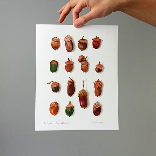 The Explorer's Acorn Collection print