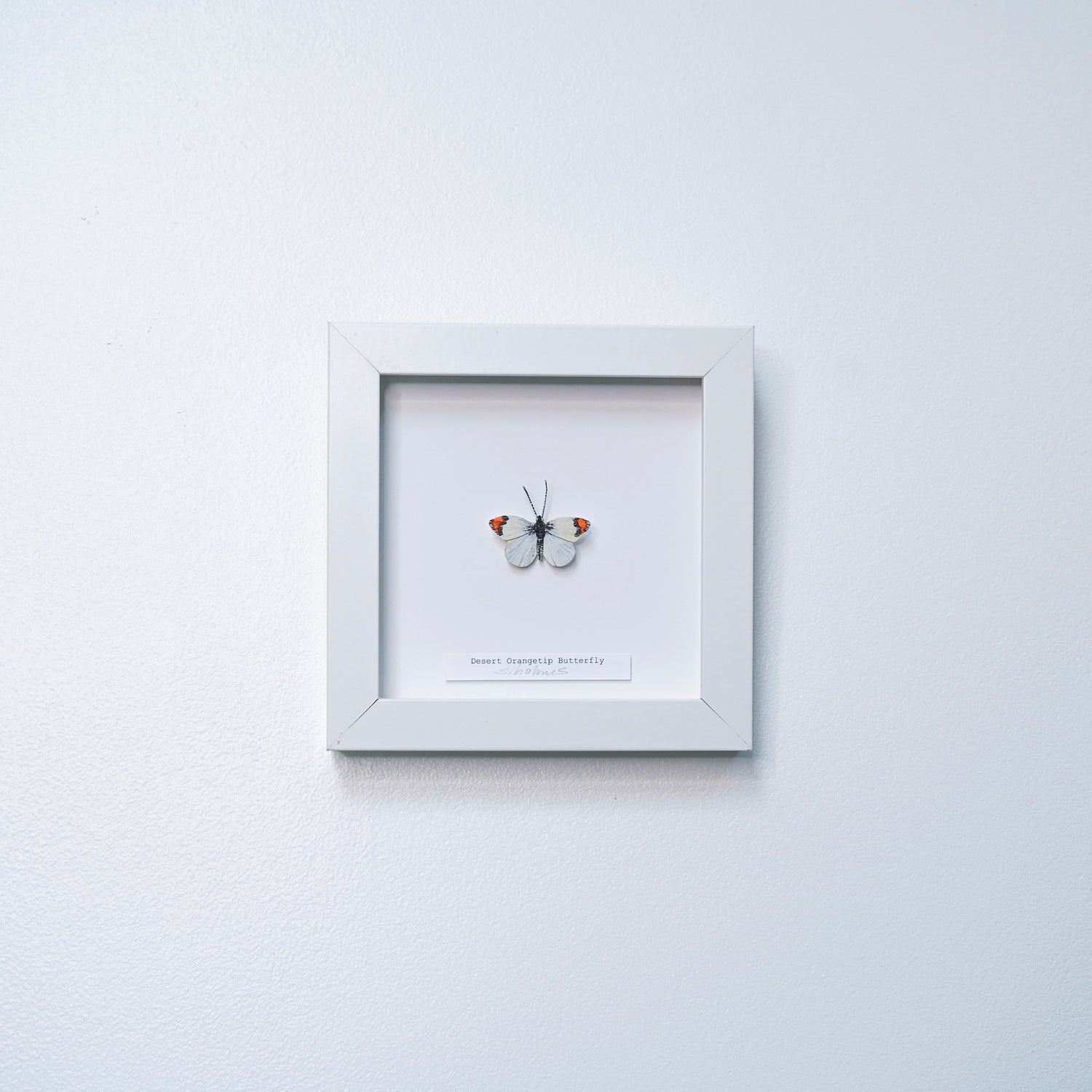 Framed Desert Orangetip Butterfly art sculpture on a white background