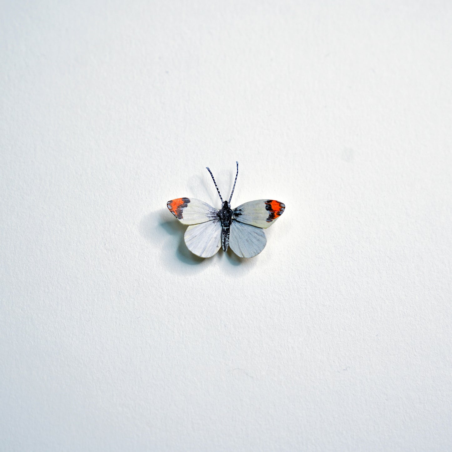 5 Desert Orangetip Butterfly with white, orange, and black wings on a light gray background
