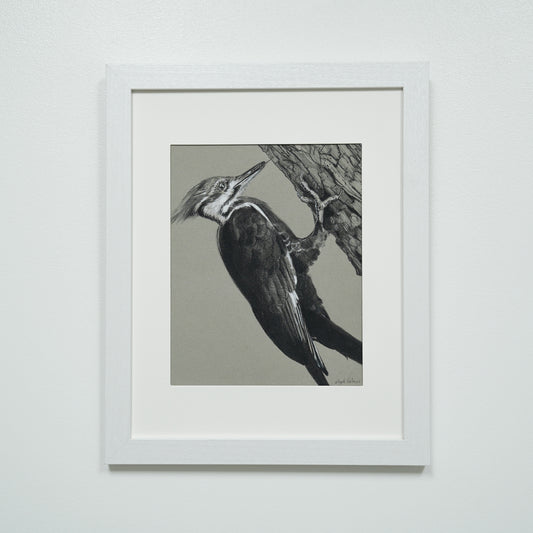 Pileated Woodpecker original charcoal drawing