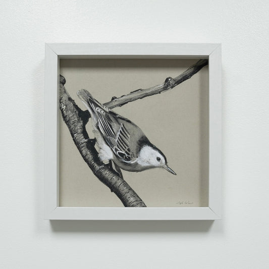 Nuthatch on Branch original charcoal drawing