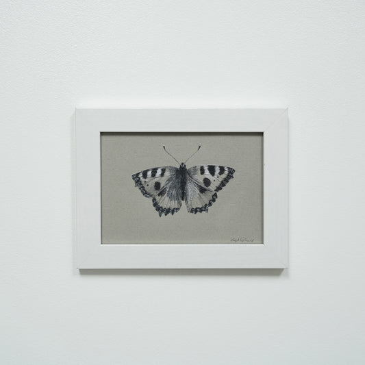 Small Tortoiseshell Butterfly original charcoal drawing