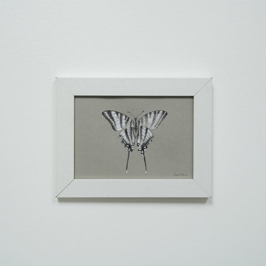 Zebra Swallowtail Butterfly no.2 original charcoal drawing