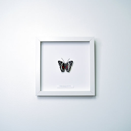 Banded Peacock Butterfly framed painted paper sculpture