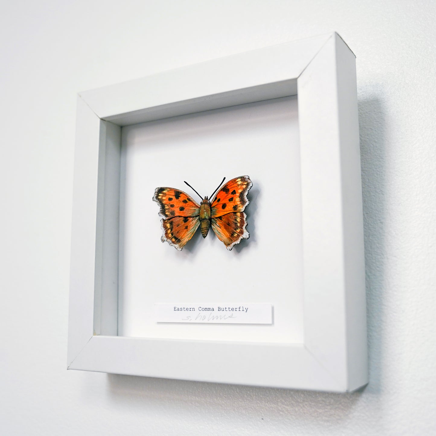 Eastern Comma Butterfly framed butterfly art