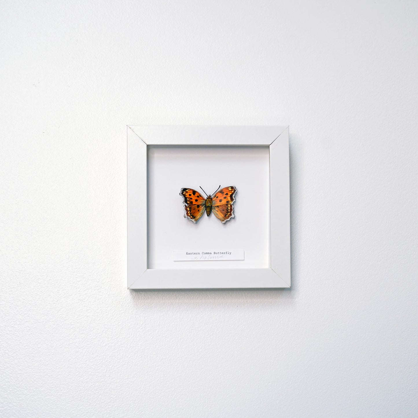Eastern Comma Butterfly framed butterfly art