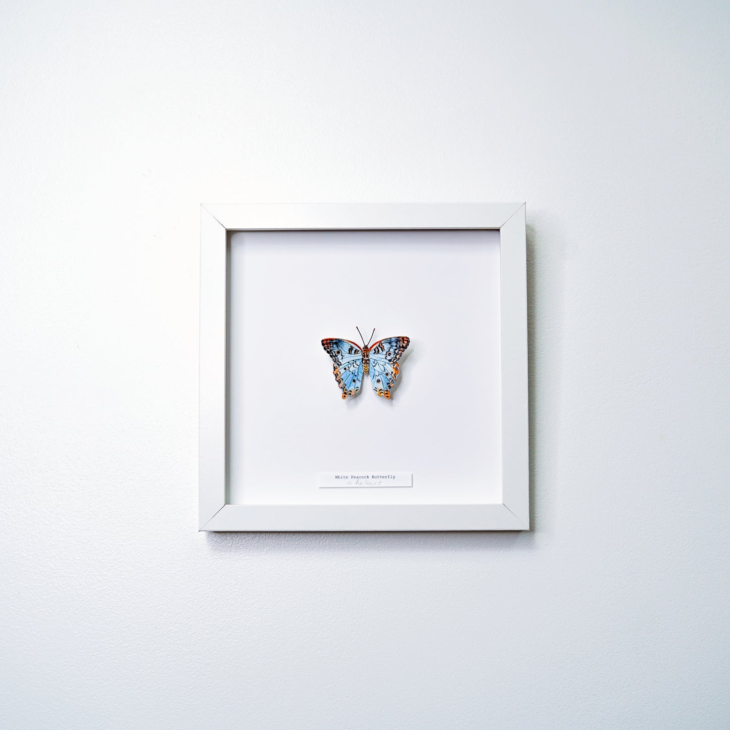 White Peacock Butterfly framed painted paper sculpture