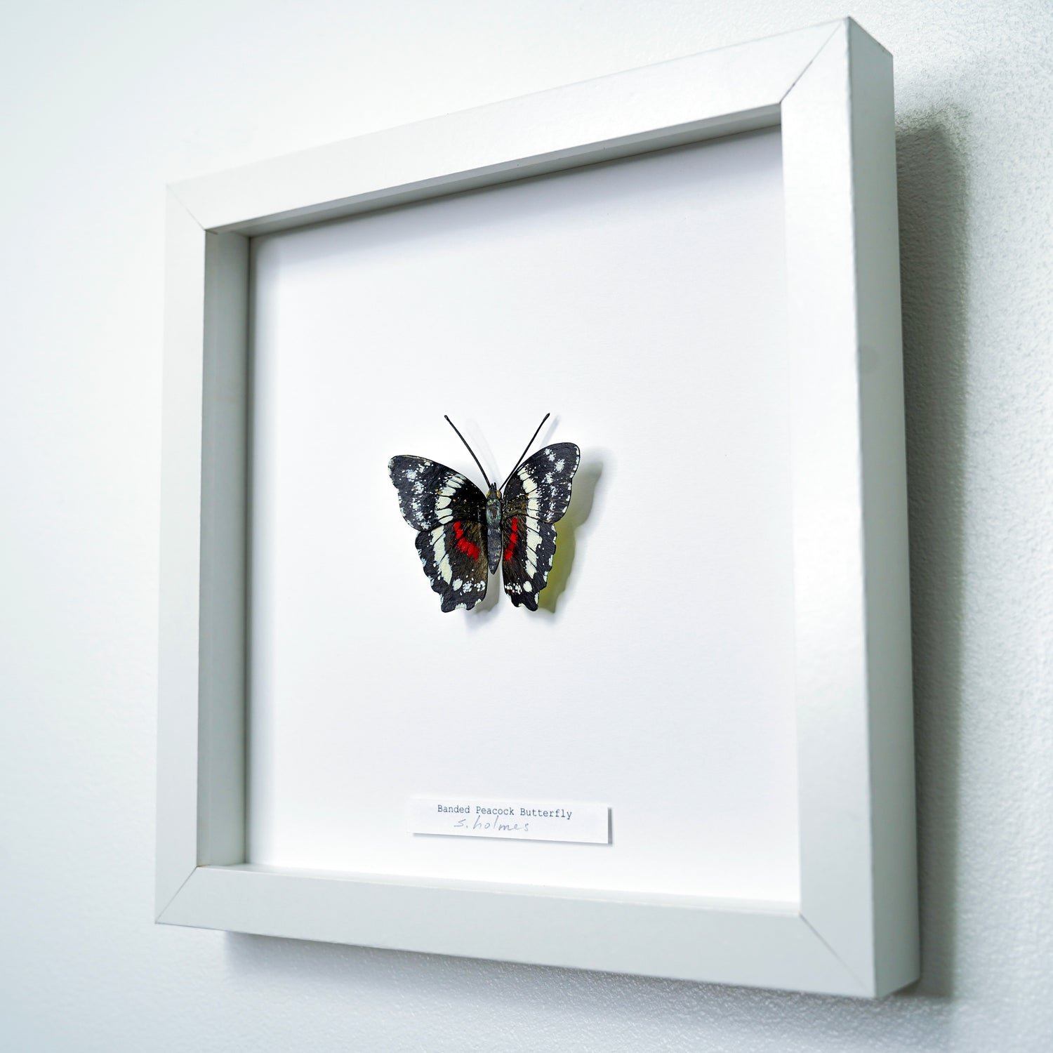Framed  Banded Peacock Butterfly art sculpture on a white background
