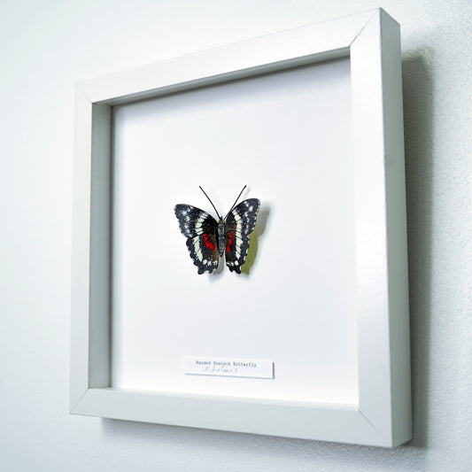 Framed  Banded Peacock Butterfly art sculpture on a white background