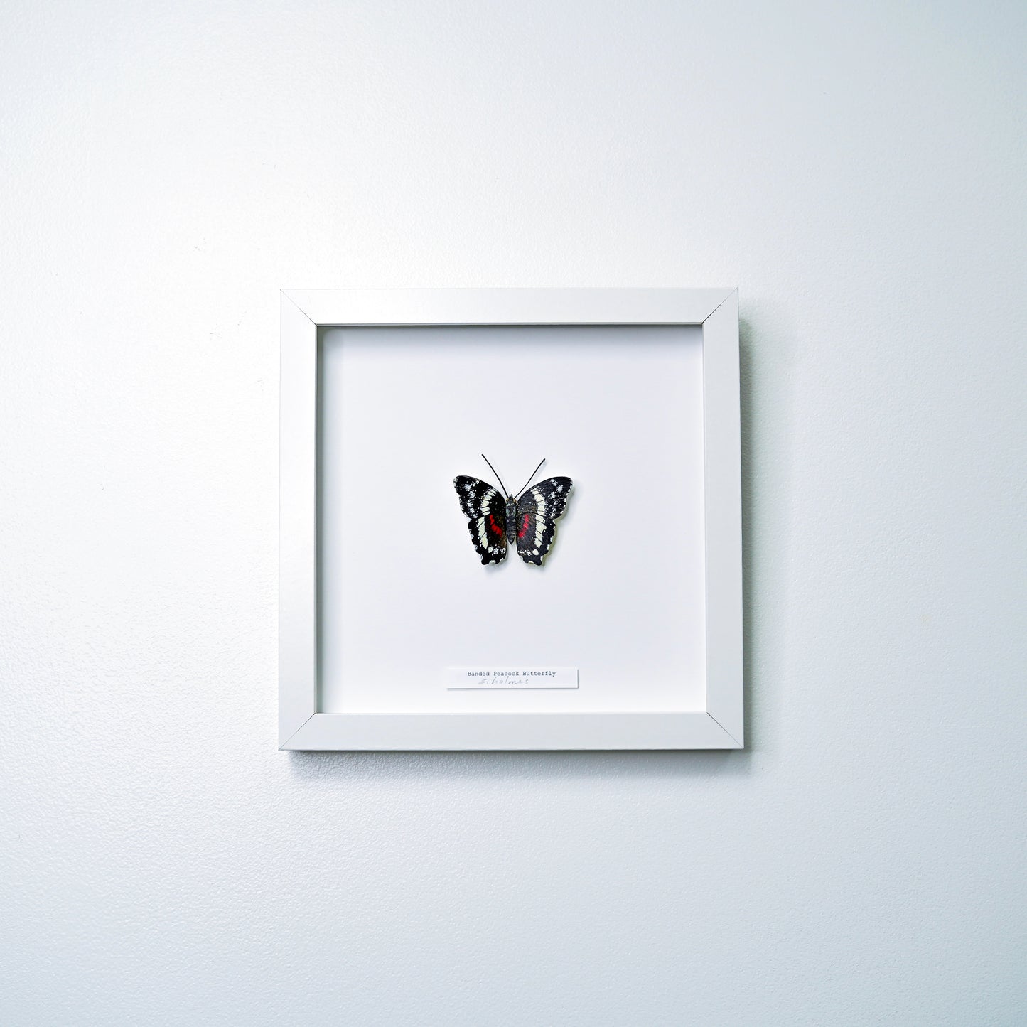 Framed art butterfly sculpture on a white background