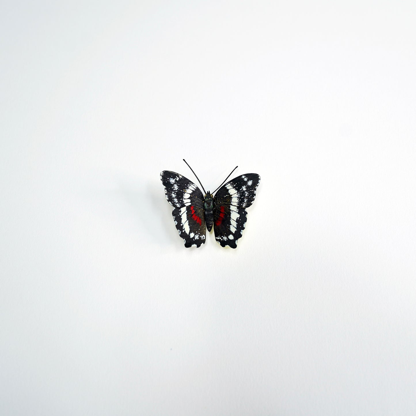 Banded Peacock Butterfly with black, white, and red wings on a light gray background