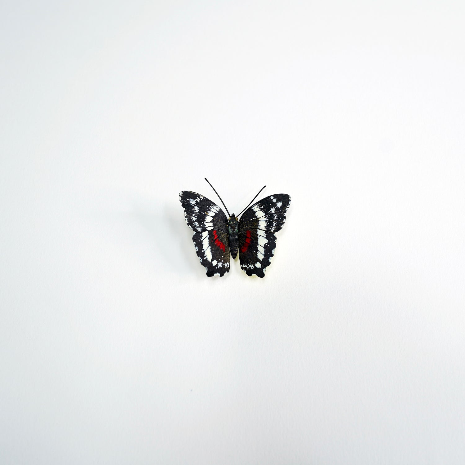 Banded Peacock Butterfly with black, white, and red wings on a light gray background