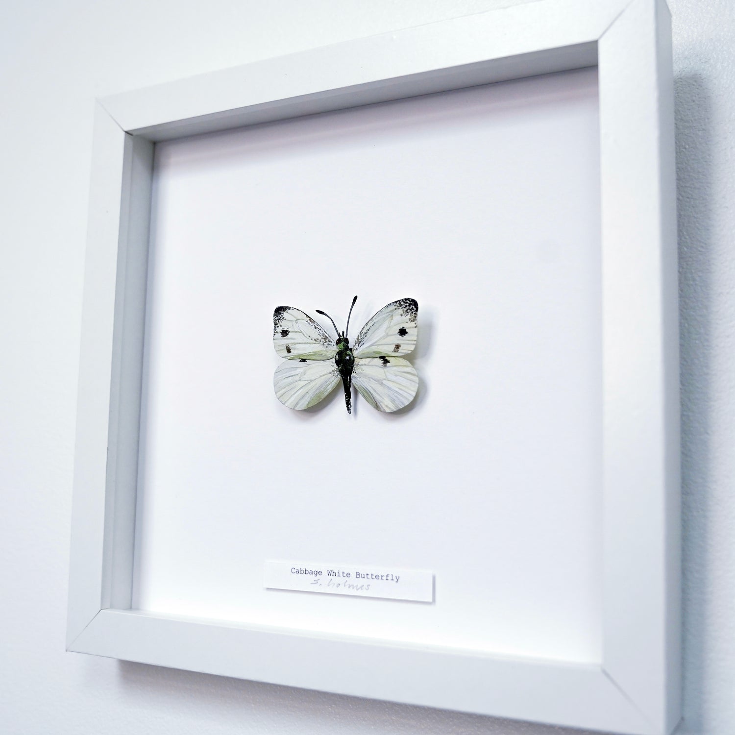 A white square shadowbox frame displaying a cabbage white butterfly art sculpture mounted on a white background, with a small label at the bottom and the frame shown against a light wall.