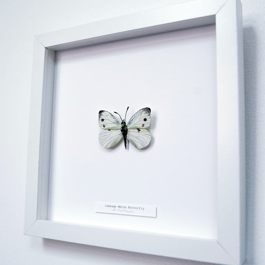 A white square shadowbox frame displaying a cabbage white butterfly art sculpture mounted on a white background, with a small label at the bottom and the frame shown against a light wall.