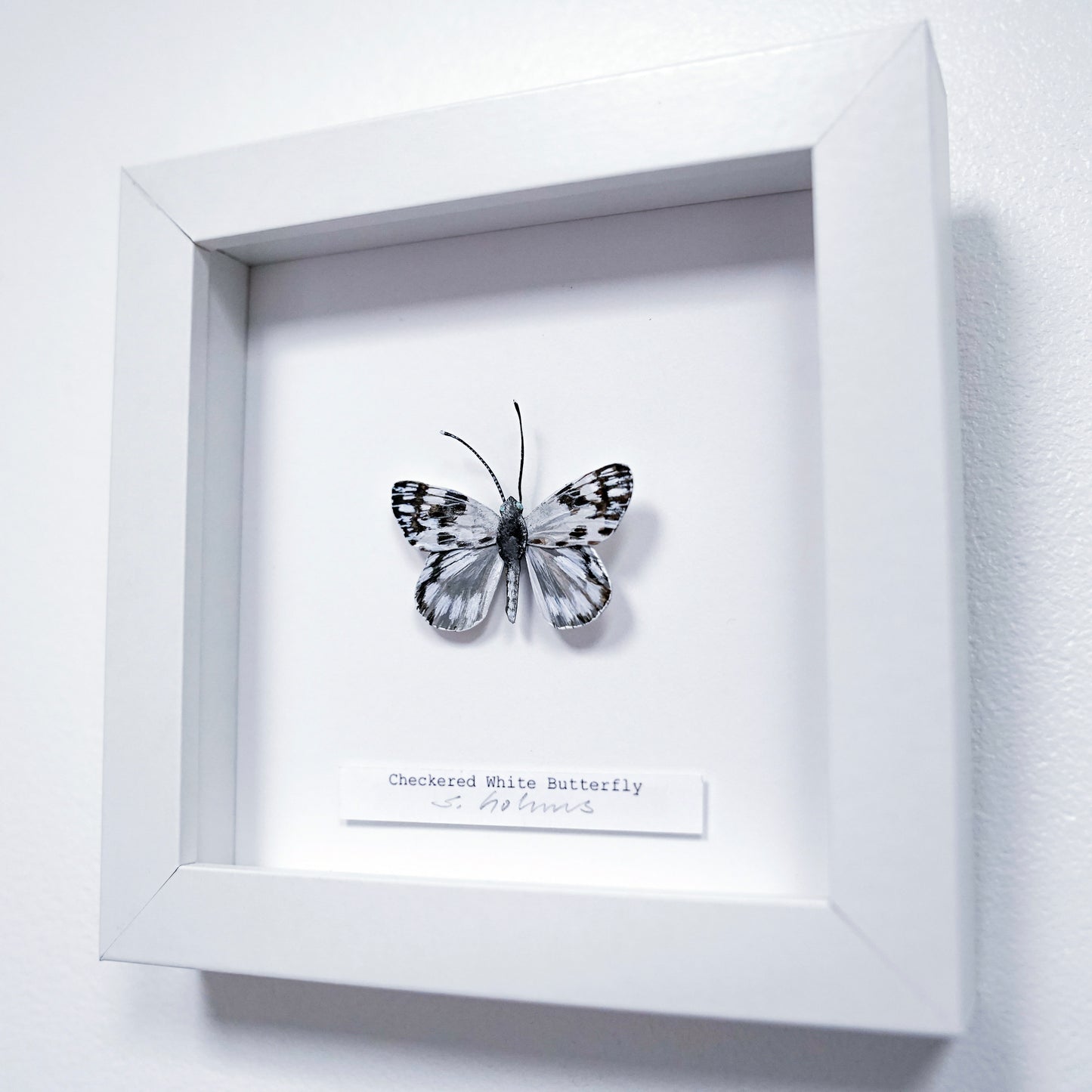 A framed butterfly art sculpture display on a white wall. The is a checkered white butterfly mounted in a square white shadow box with a small label below it reading 'Checkered White Butterfly'.