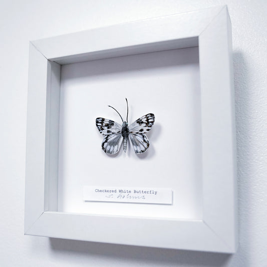 A framed butterfly art sculpture display on a white wall. The is a checkered white butterfly mounted in a square white shadow box with a small label below it reading 'Checkered White Butterfly'.