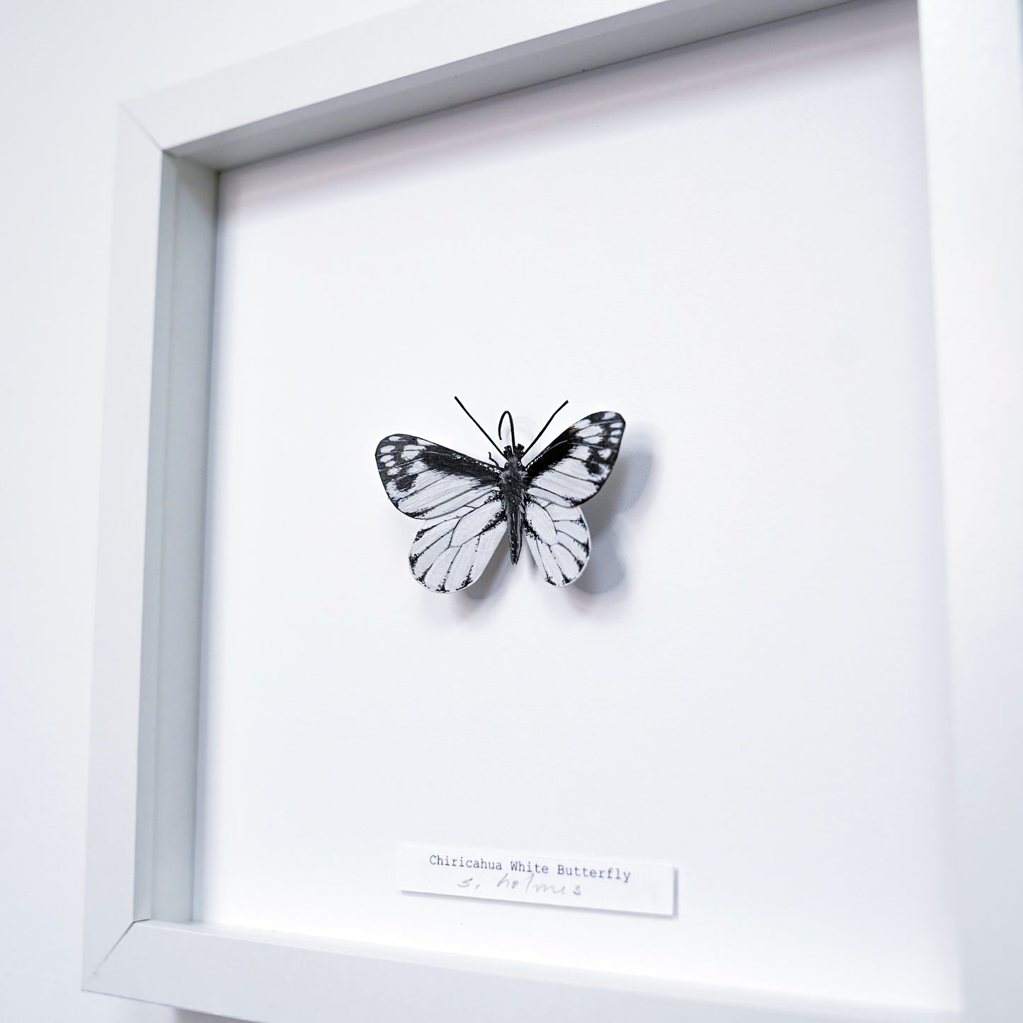 Framed black and white  Chiricahua White Butterfly on a white background